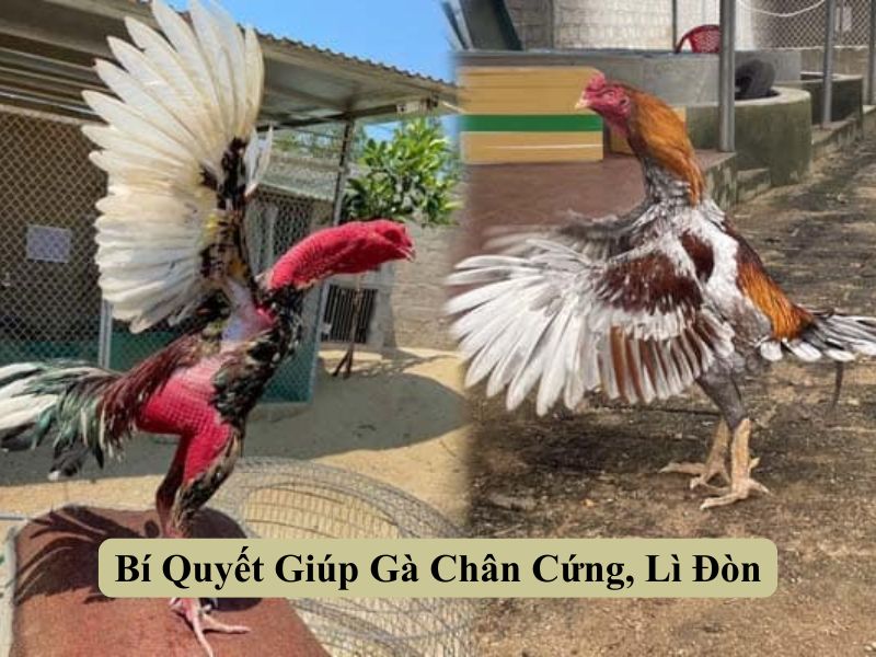 Bí Quyết Giúp Gà Chân Cứng, Lì Đòn 