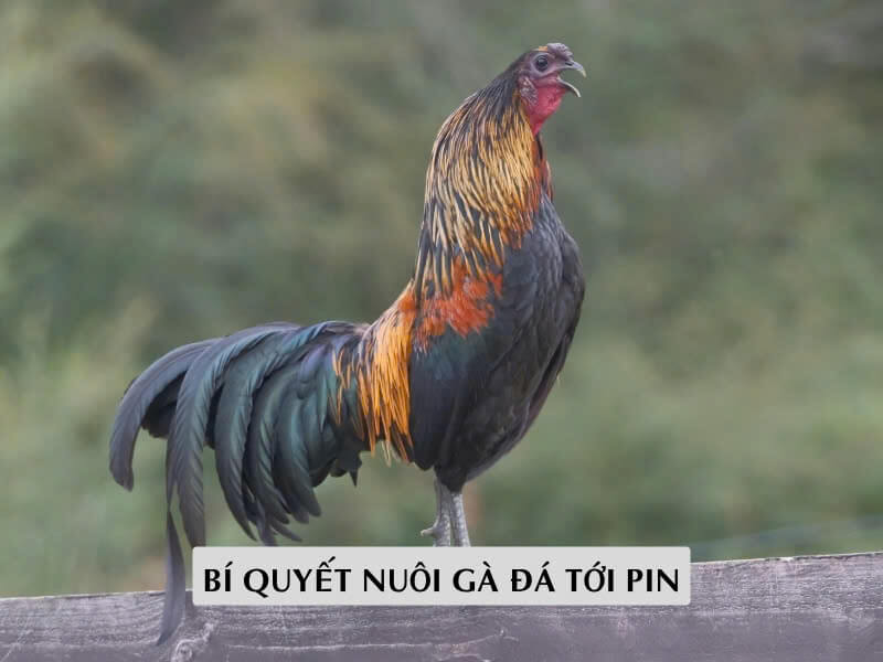 Bí Quyết Nuôi Gà Đá Tới Pin Giúp Chiến Kê Bền Sức, Lì Đòn 