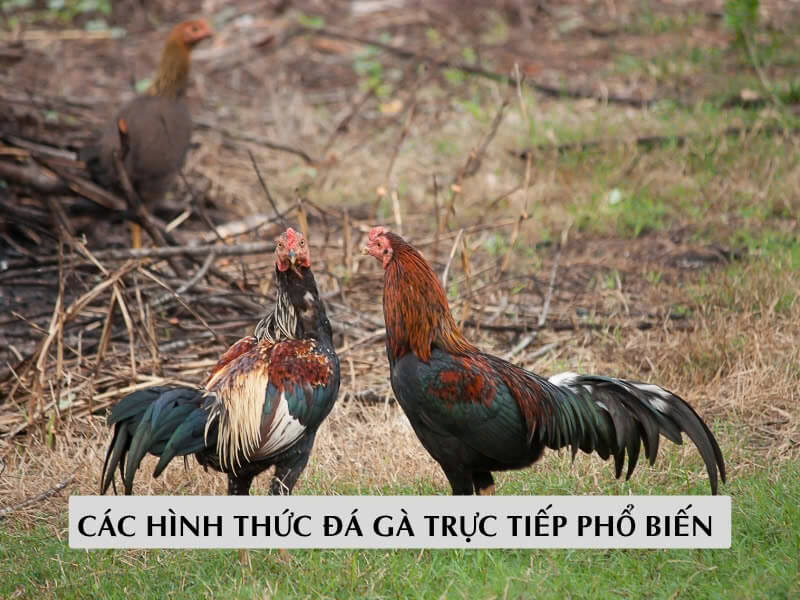 Các Hình Thức Đá Gà Trực Tiếp Phổ Biến 