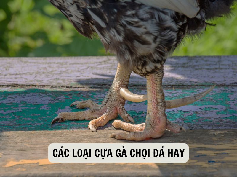Các Loại Cựa Gà Chọi Đá Hay