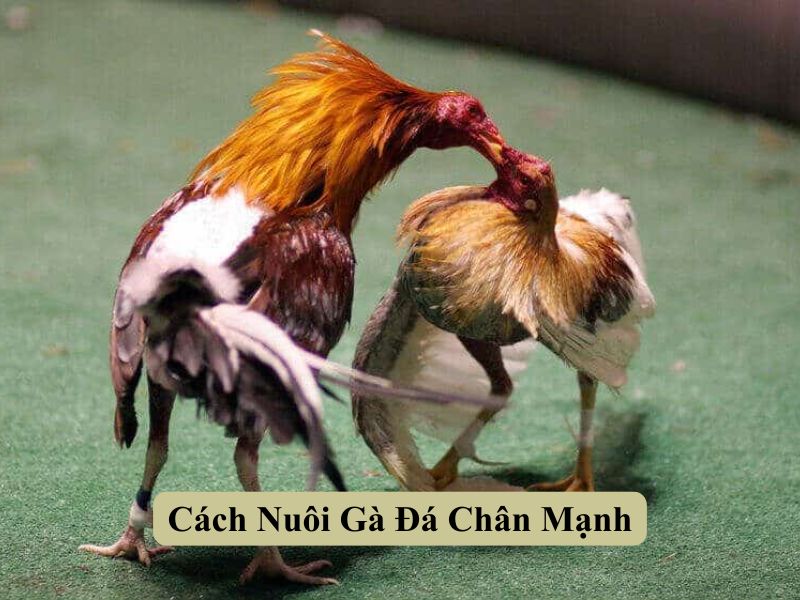 Cách Nuôi Gà Đá Chân Mạnh