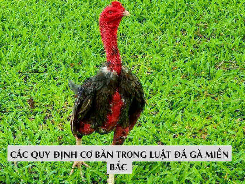 Các Quy Định Cơ Bản Trong Luật Đá Gà Miền Bắc 