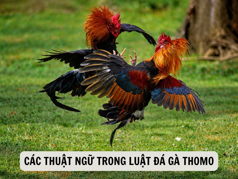 Các Thuật Ngữ Trong Luật Đá Gà Thomo