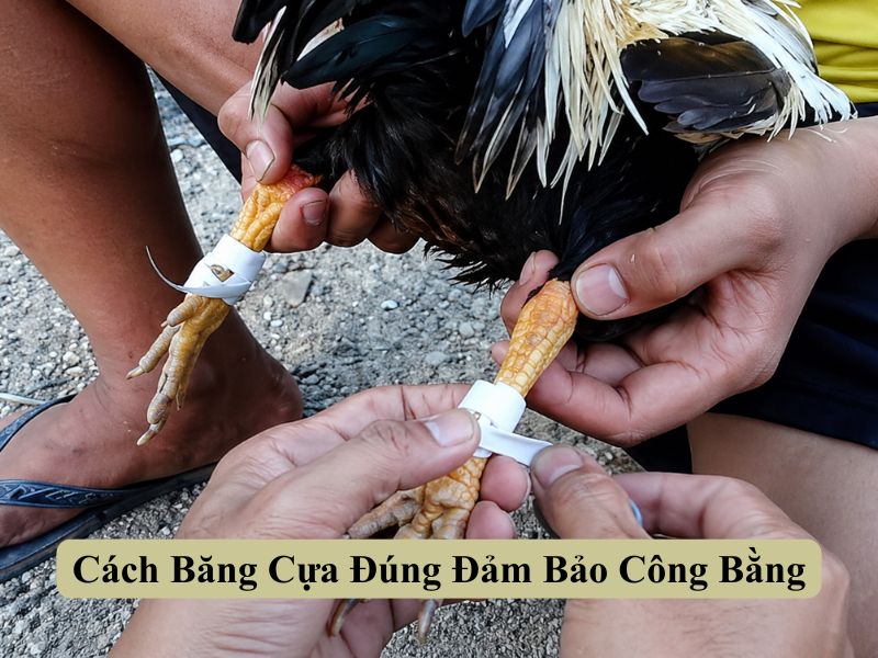Cách Băng Cựa Đúng Đảm Bảo Công Bằng 