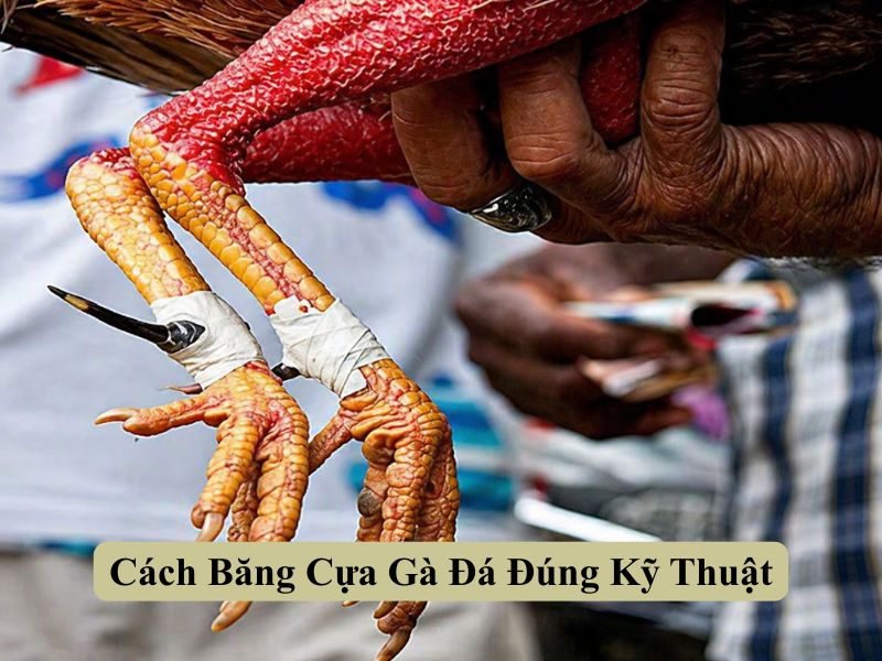 Cách Băng Cựa Gà Đá Đúng Kỹ Thuật