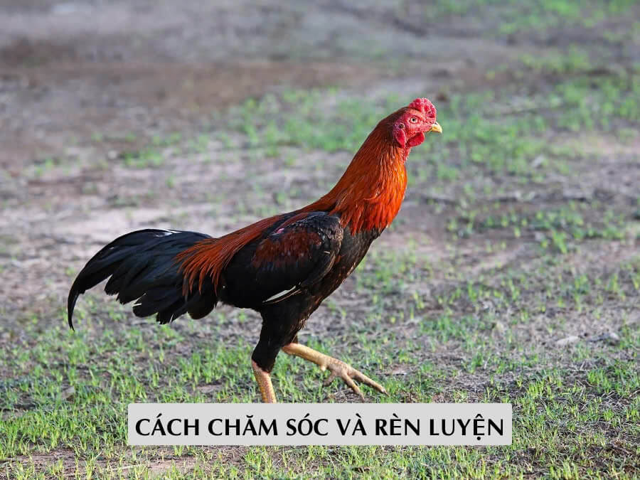 Cách Chăm Sóc Và Rèn Luyện