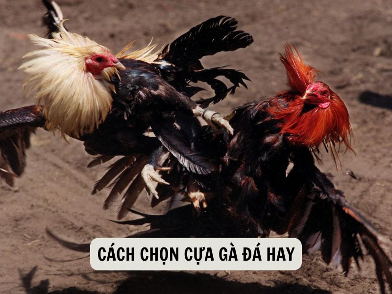 Cách Chọn Cựa Gà Đá Hay