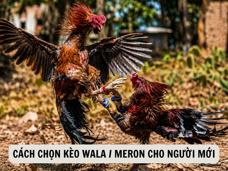 Cách Chọn Kèo Wala / Meron Cho Người Mới