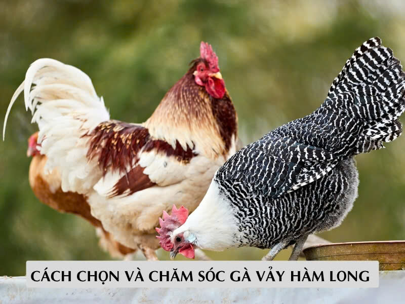 Cách Chọn Và Chăm Sóc Gà Vảy Hàm Long 