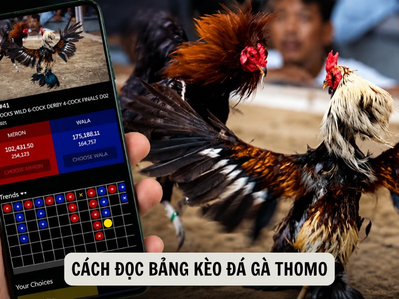 Cách Đọc Bảng Kèo Đá Gà Thomo