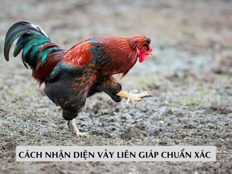 Cách Nhận Diện Vảy Liên Giáp Chuẩn Xác 
