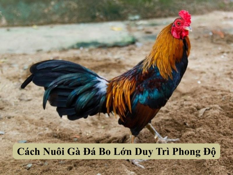 Cách Nuôi Gà Đá Bo Lớn Duy Trì Phong Độ