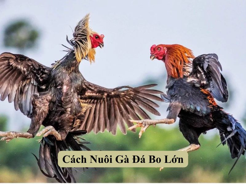 Cách Nuôi Gà Đá Bo Lớn