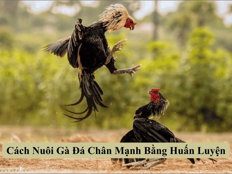 Cách Nuôi Gà Đá Chân Mạnh Bằng Huấn Luyện