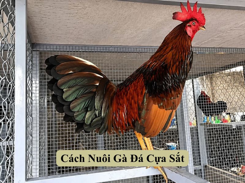 Cách Nuôi Gà Đá Cựa Sắt