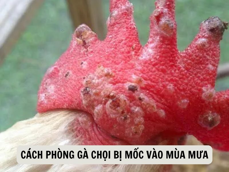 Cách Phòng Gà Chọi Bị Mốc Vào Mùa Mưa