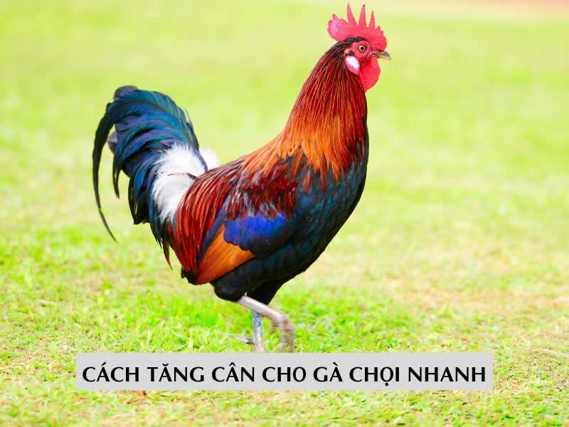 Chế Độ Dinh Dưỡng Giúp Gà Chọi Tăng Cân Nhanh 