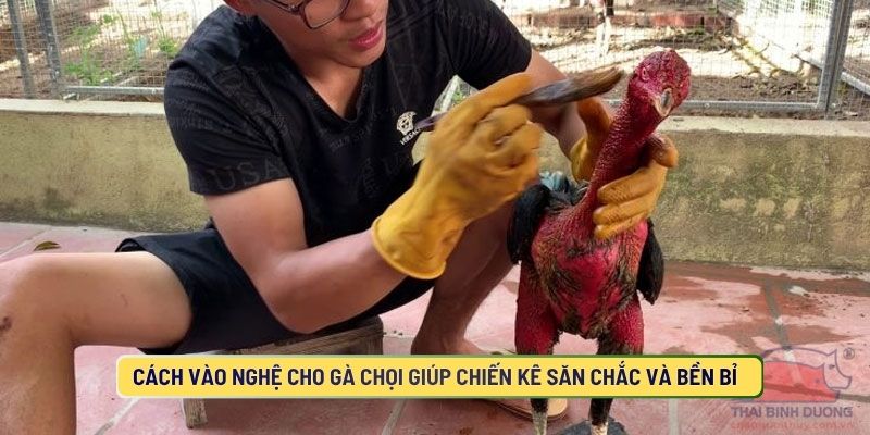 Cách Vào Nghệ Cho Gà Chọi Giúp Chiến Kê Săn Chắc Và Bền Bỉ