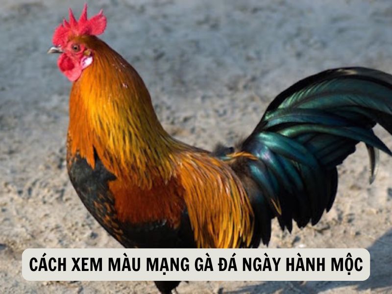 Mẹo Xem Nhanh Màu Mạng Gà Đá Theo Ngày