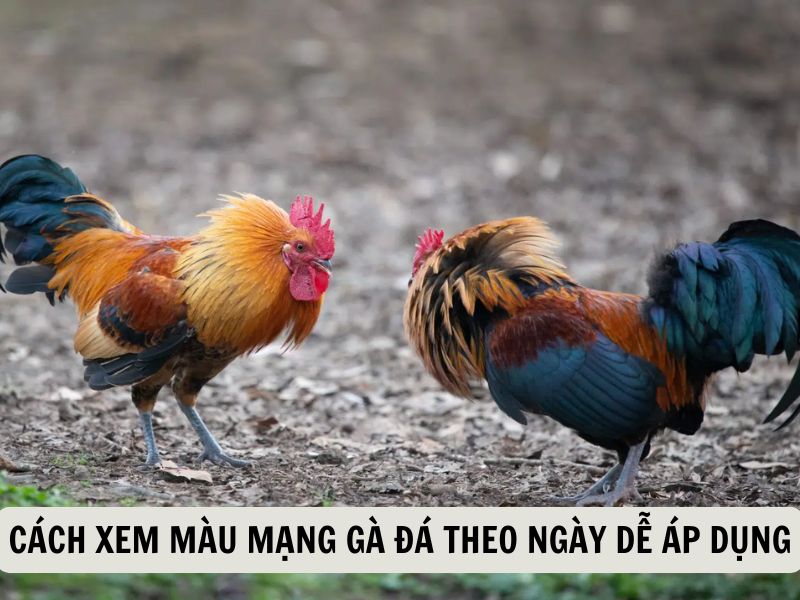 Cách Xem Màu Mạng Gà Đá Theo Ngày Dễ Áp Dụng