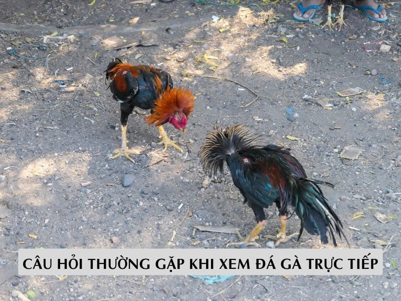 Giải Đáp Những Câu Hỏi Thường Gặp Khi Xem Đá Gà Trực Tiếp