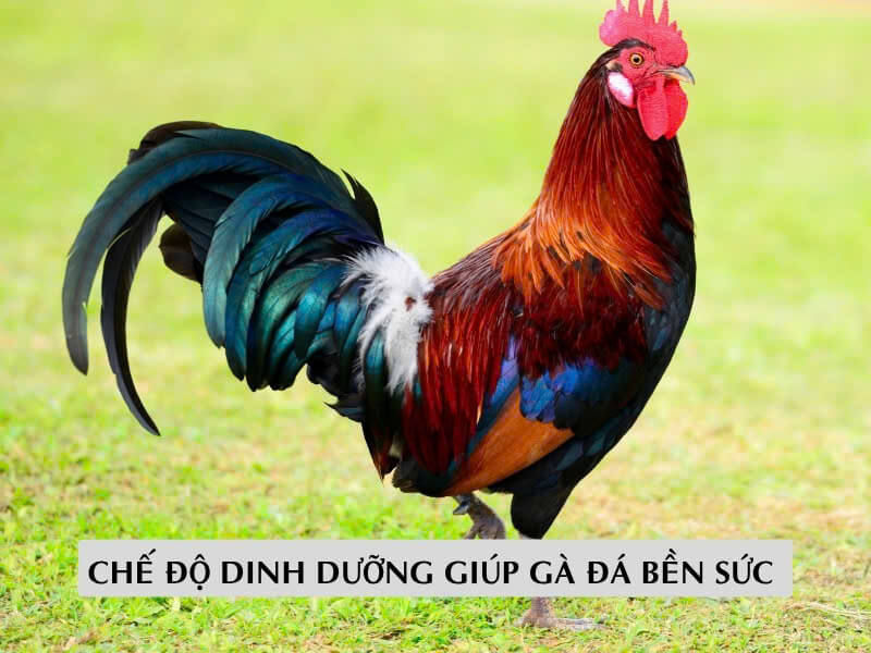 Chế Độ Dinh Dưỡng Giúp Gà Đá Bền Sức 