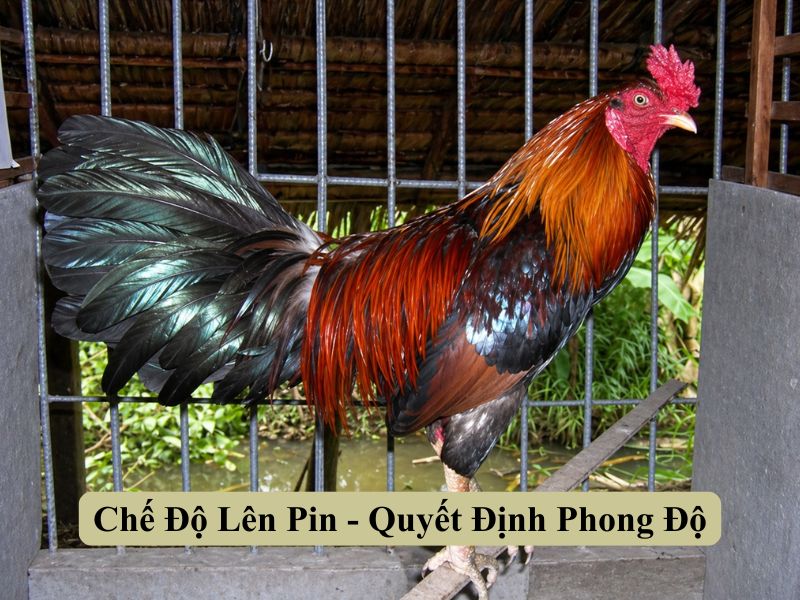Chế Độ Lên Pin - Quyết Định Phong Độ 