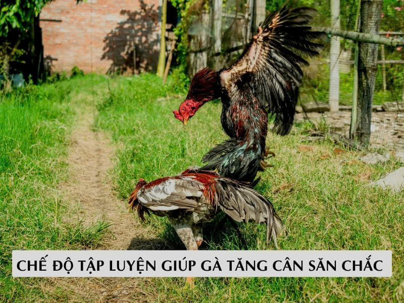 Chế Độ Tập Luyện Giúp Gà Tăng Cân Săn Chắc 