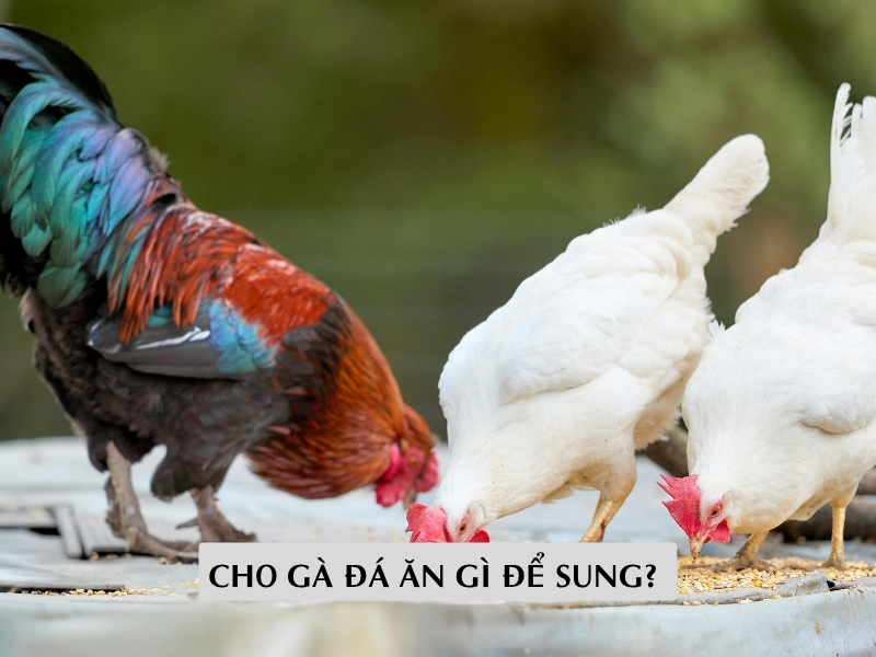 Cho Gà Đá Ăn Gì Để Sung? Bí Quyết Giúp Gà Chiến Máu Lửa Hơn
