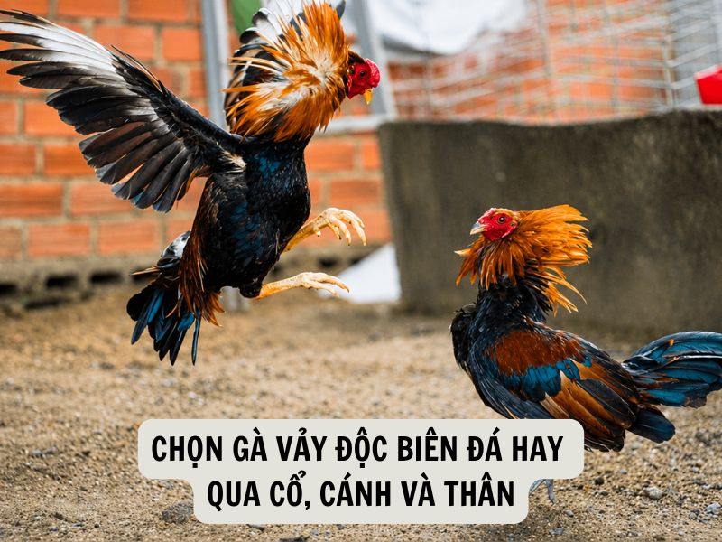 Chọn Gà Vảy Độc Biên Đá Hay Qua Cổ, Cánh Và Thân