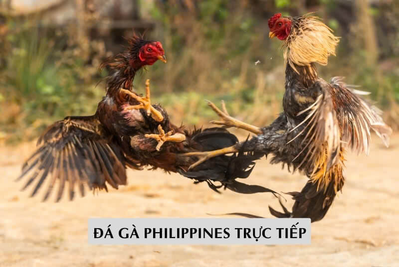 Đá Gà Philippines Trực Tiếp