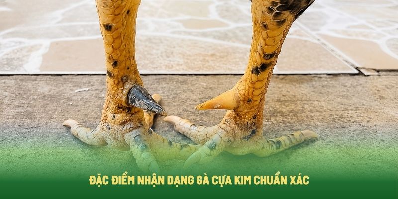 Cách nhận biết gà cựa kim chuẩn
