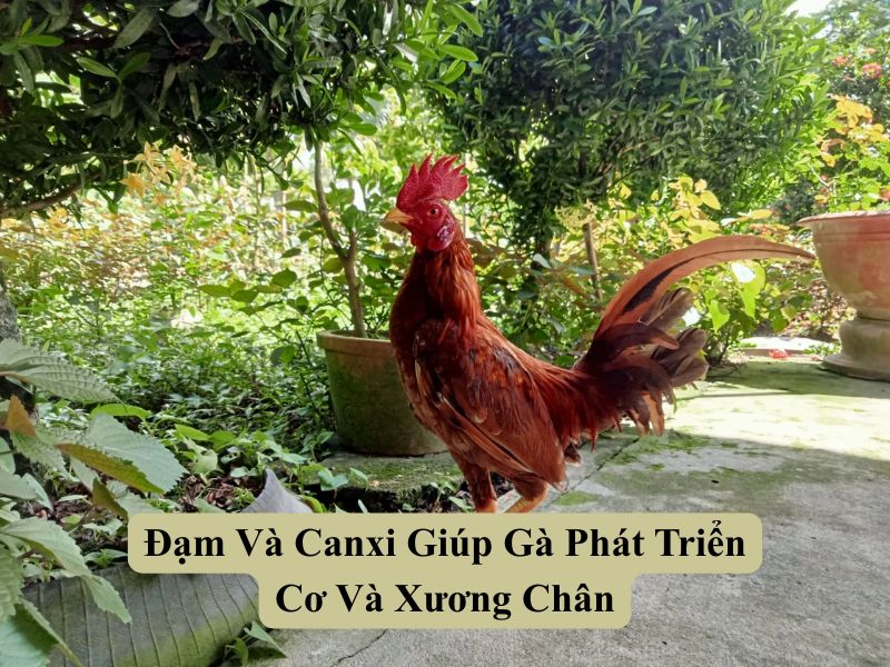 Đạm Và Canxi Giúp Gà Phát Triển Cơ Và Xương Chân