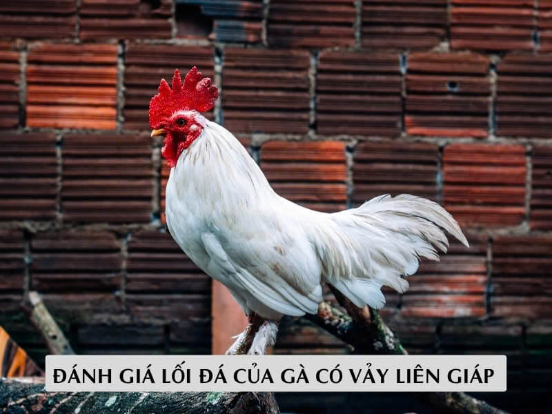 Đánh Giá Lối Đá Của Gà Có Vảy Liên Giáp 