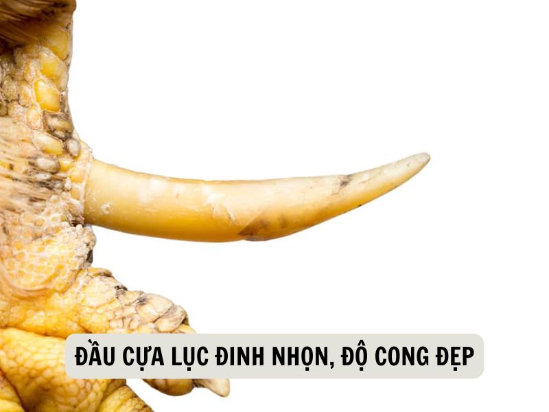 Đầu Cựa Lục Đinh Nhọn, Độ Cong Đẹp