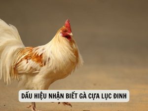Dấu Hiệu Nhận Biết Gà Cựa Lục Đinh