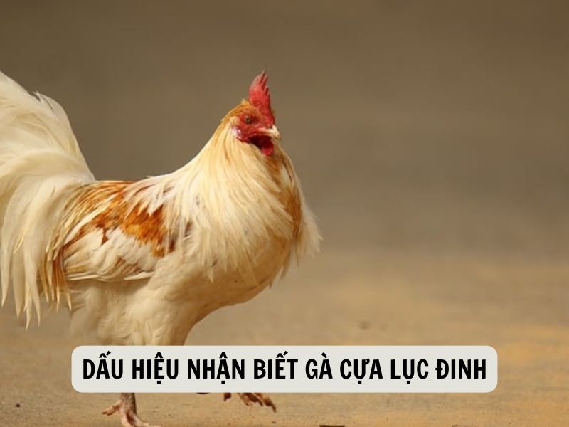 Dấu Hiệu Nhận Biết Gà Cựa Lục Đinh
