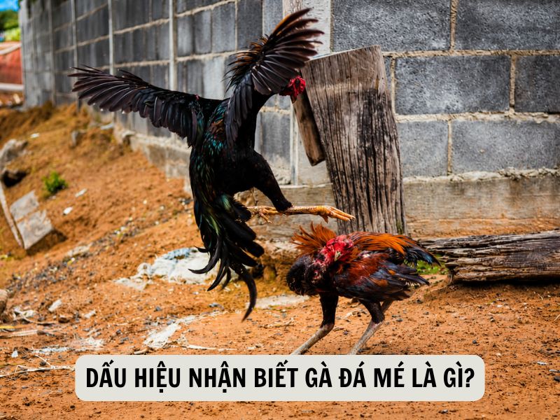 Dấu Hiệu Nhận Biết Gà Đá Mé Là Gì?