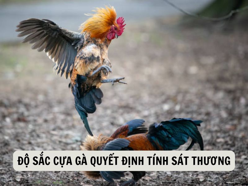 Độ Sắc Cựa Gà Quyết Định Tính Sát Thương