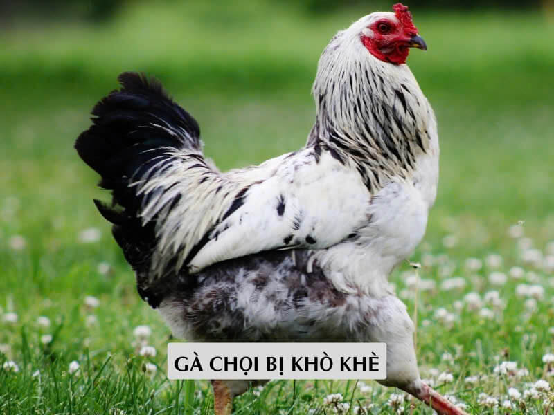 Gà Chọi Bị Khò Khè