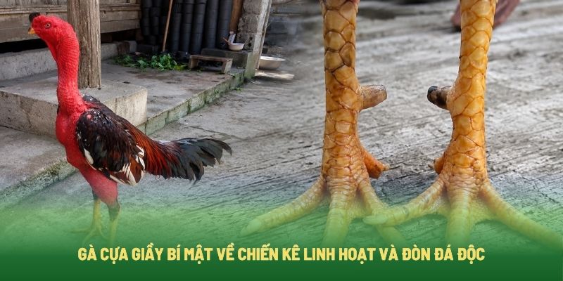 Gà Cựa Giầy Bí Mật Về Chiến Kê Linh Hoạt Và Đòn Đá Độc
