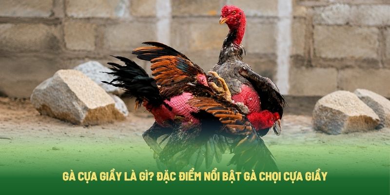 Tìm hiểu gà có cựa giầy và đặc điểm cựa giầy