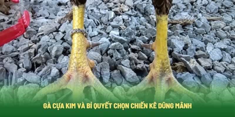 Gà Cựa Kim Và Bí Quyết Chọn Chiến Kê Dũng Mãnh