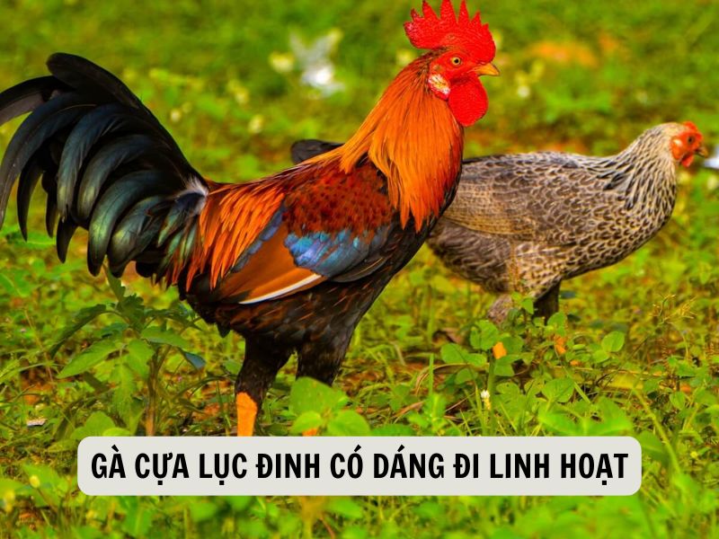 Gà Cựa Lục Đinh Có Dáng Đi Linh Hoạt