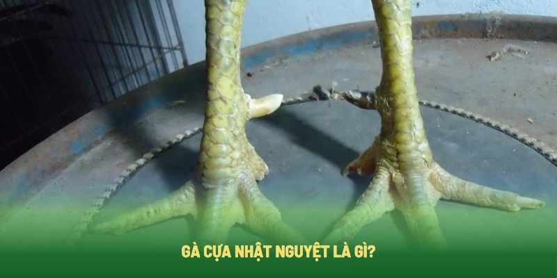 Tìm hiểu về gà cựa nhật nguyệt là gì?
