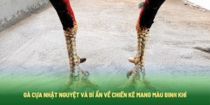 Gà Cựa Nhật Nguyệt Và Bí Ẩn Về Chiến Kê Mang Màu Binh Khí