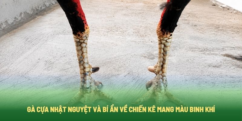 Gà Cựa Nhật Nguyệt Và Bí Ẩn Về Chiến Kê Mang Màu Binh Khí