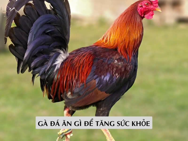 Cho Gà Đá Ăn Gì Để Sung Tăng Cường Sức Khỏe