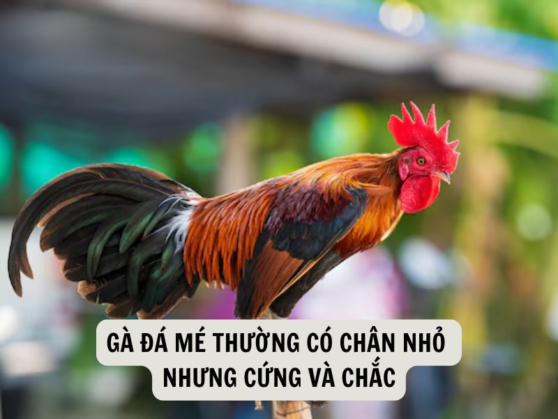 Gà Đá Mé Thường Có Chân Nhỏ Nhưng Cứng Và Chắc