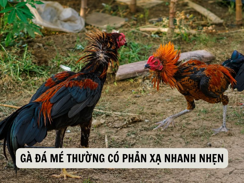 Gà Đá Mé Thường Có Phản Xạ Nhanh Nhẹn